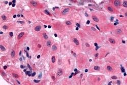 BRS3 Antibody, Novus Biologicals 50 &mu;g; Unconjugated:Antibodies, Polyclonal